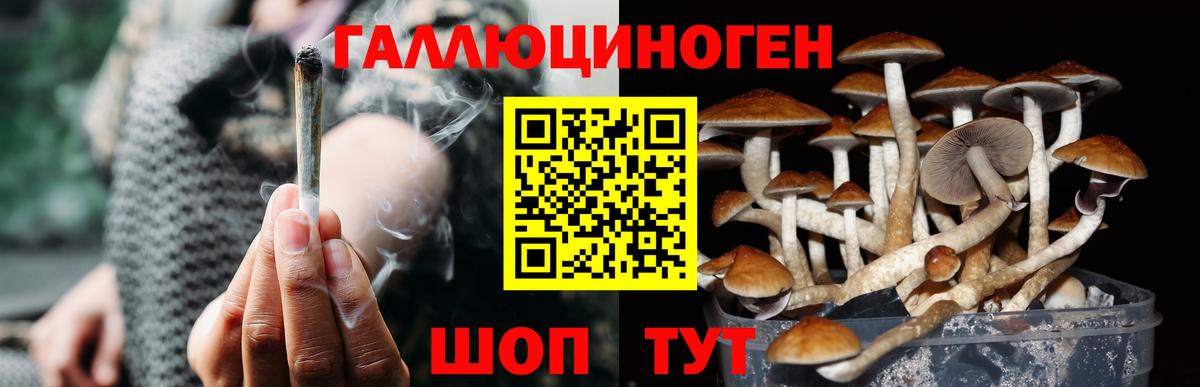Псилоцибиновые грибы Psilocybe Кондопога